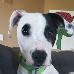 Meet your Posher, Joey